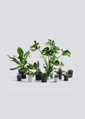 FLOWERPOT WITH SAUCER MEDIUM BLACK