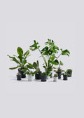 Flowerpot With Saucer X-Large Black