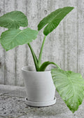 Flower Pot With Saucer Large Black