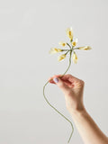 African Lily Yellow| Papirblomst