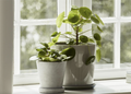 BOTANICAL FAMILY SET | LARGE | DUSTY GREEN