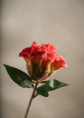 Celosia Red