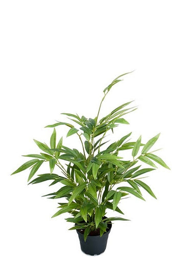 Bambu 45 cm