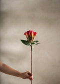 Celosia Red