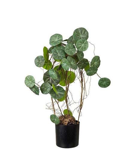 Stephania Potteplante