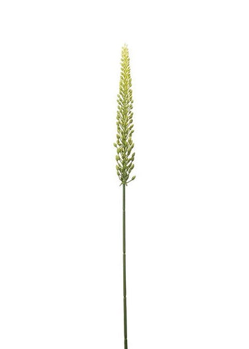 Eremurus Grønn