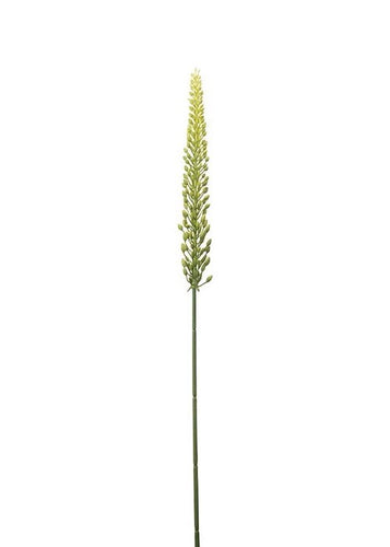 Eremurus Grønn