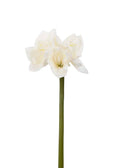 Amaryllis Creme