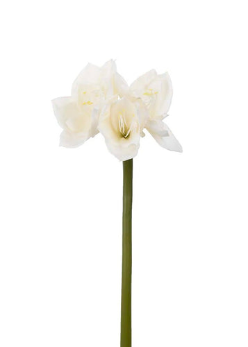 Amaryllis Creme