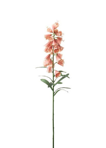 Frittilaria Pink