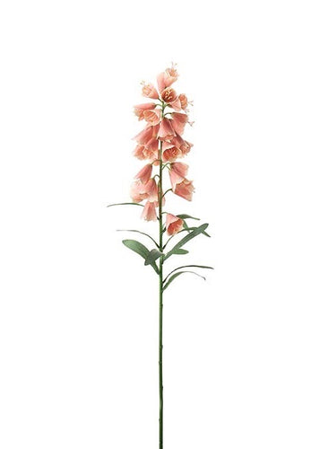 Frittilaria Pink