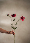 Scabiosa Red