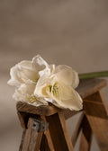 Amaryllis Creme