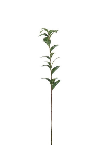 Ruscus Green