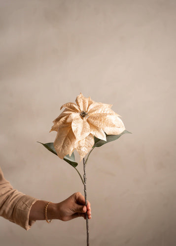 Julstjärna Champagne