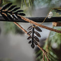 Girlander Black Leaf & Pearls