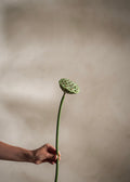Lotus Green