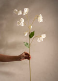 Physalis White
