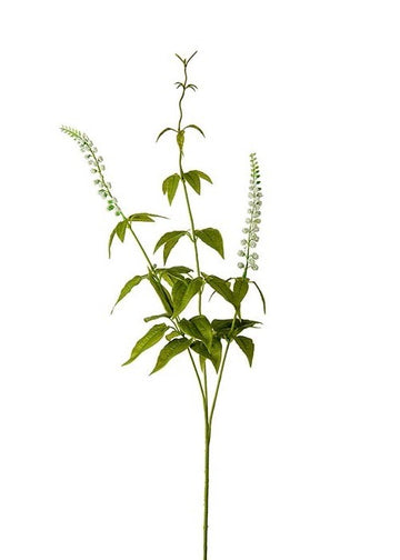Lavendel