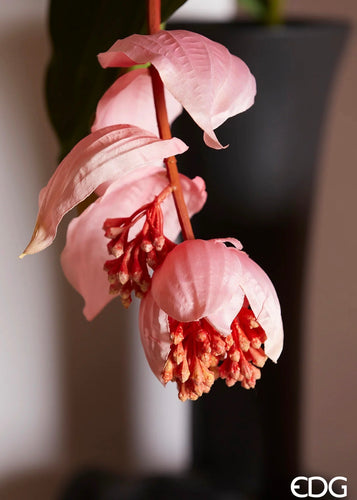 Medinilla Bell Ramo | H131