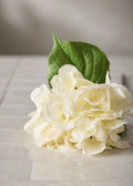 Hortensia White