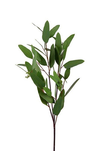 Eucalyptus m/bær