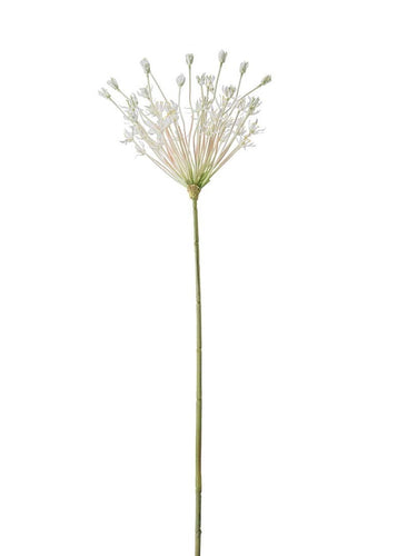 Allium White