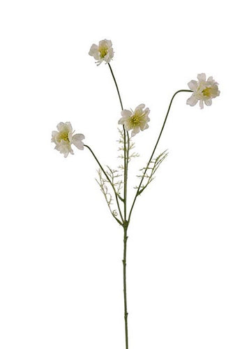 Cosmos White