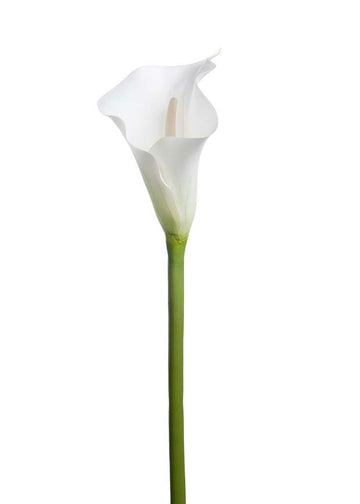 Calla | Snitt