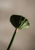 Lotus Green