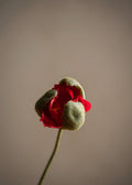 Vallmueknopp Red