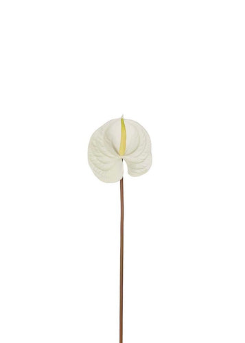 Anthurium | Snitt