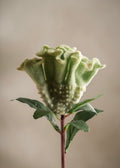 Celosia Green