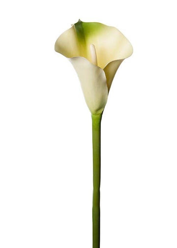 Calla Ombre | Snitt