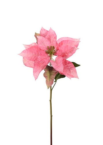 Julestjerne Pink