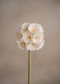 Scabiosa White