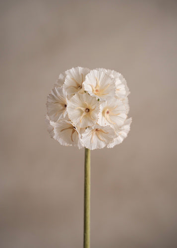 Scabiosa White
