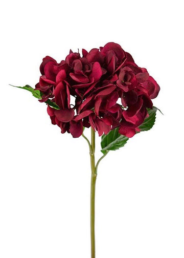 Hortensia Red