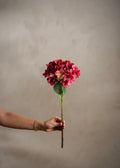 Hortensia Rød
