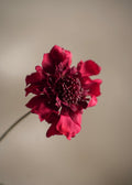 Scabiosa Red