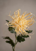 Spindelchrysanthemum Yellow