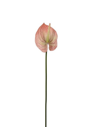 Anthurium  Persika, Snitt