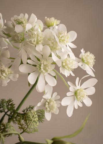 Blomsterkörvel White