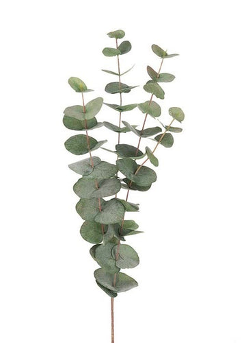 Eucalyptus | Snitt