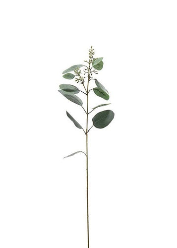 Eucalyptus m/bær