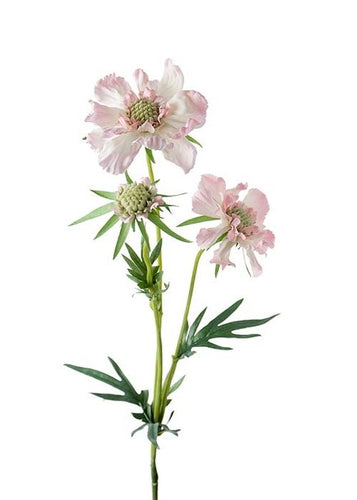 Scabiosa | Snitt