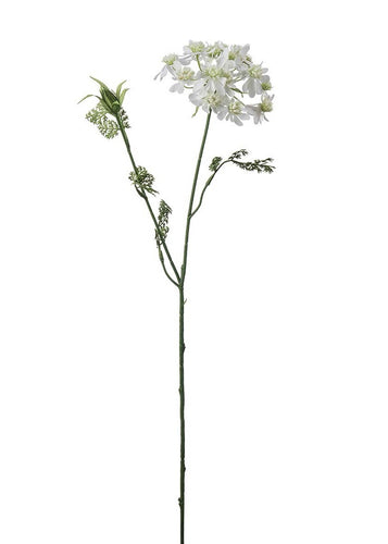 Blomsterkörvel White