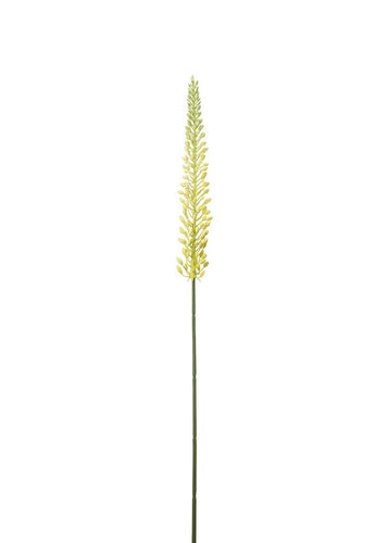 Eremurus Yellow