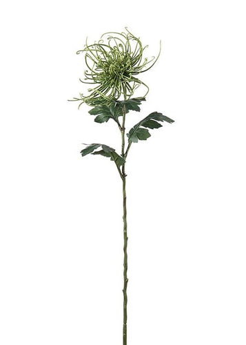 Spindelchrysanthemum