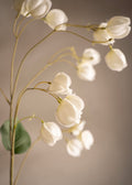 Physalis White